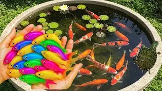 Catch Beautiful Aquarium Fish In Giant Colorful Eggs, Snakeskin Guppy, Goldfish, Carp