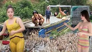 The green rice fields and the sound of ducks moving on trucks make the whole countryside bustling.