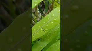 🐞The world of insects..#@🐜🦋