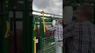 Semen Testing Bulls | Arrowlock 75 Series Cattle Chute | Arrowquip
