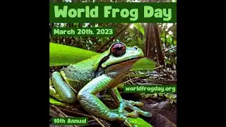 World Frog Day - Katie Nolan