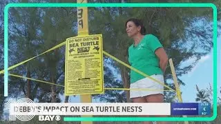 Debby washes away more than 100 sea turtle nests on Anna Maria Island