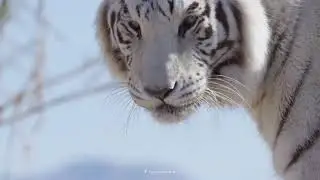 White Tigress Roars | 4k