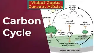 Carbon Cycle 