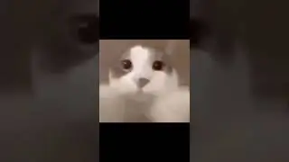 cat kiss||meme||cat kisses the camera#meme #short