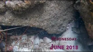 Wednesday- Summer Celebration Thingy 2018 (Song by Joey Byrd)