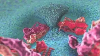 Flavivirus membrane fusion (scientific animation)
