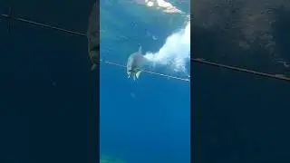 Esto Pasa Cuando Disparas a Peces Grandes con Arp&oacute;n
