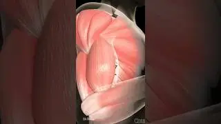 Inaran Muscles #science #scifi #space #youtubeshorts #wow #cool #biology #tiktok #reels #starwars