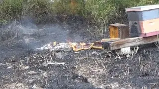 Лесной пожар охватил всю нашу пасеку.