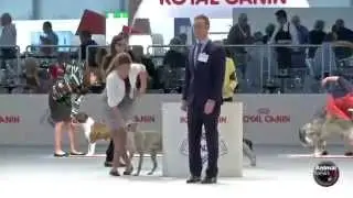 WDS Saturday 12 - Junior Handling