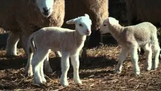 Saskatchewan Sheep Industry-SSDB