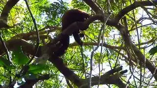 Macaco cuxi&uacute; (Chiropotes sagulatus)
