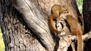 Tree Squirrel Couple building 