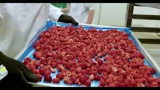 The Forager Food Co Company Video