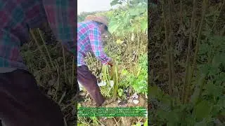 How to Peel & Process Natural Fibers from Plants | Farm-to-Thread DIY Hack