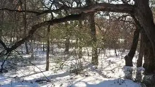 Texas in White