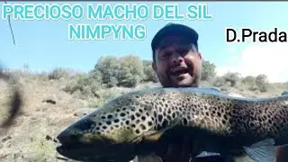 Gran macho de trucha al hilo ( NYMHPING) R&iacute;o Sil