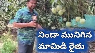 Huge loss of mango forming || journalist Varma