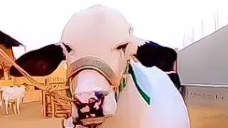 Beautiful Gulabi Bachra &bull; Pink Nose Bull &bull;  Cow Mandi Pakistan &bull; Bull Qurbani 2021&bull;