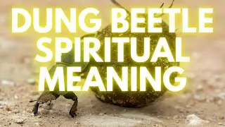 Dung Beetle Spiritual Meaning