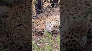 Watch as a Leopard Changes Eye colour #safari #sabisands #leopard
