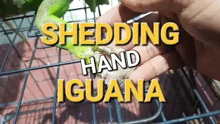Helping Lizard Shed | Shedding Skin - Shedding Hand Iguana  - IGUANA SHEDDING
