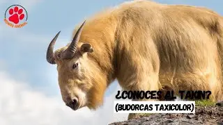 &iquest;Conoces al Takin? | Mini documental.