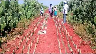 Cactus Farming Harvesting, Seedling, Cactus Processing Modern Agriculture