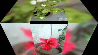 Mehakte Phool...August 18, 2019