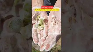 Reetha Soap Nuts- Nature's Shampoo/Soap #shorts #loveonshorts #herbalshampoo