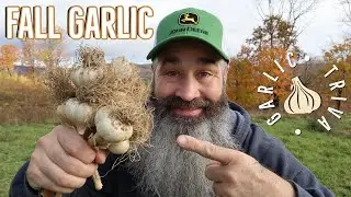 Planting Fall Garlic: From Start To Finish