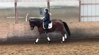 Jack in the box Frisian Sporthorse available at MSF