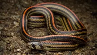 Striped Kukri Snake: Singapore Nature 2020