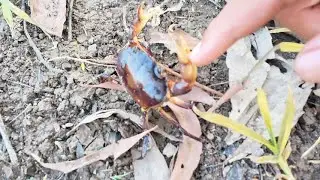 Catching Fast Mud Crabs with Bare Hands