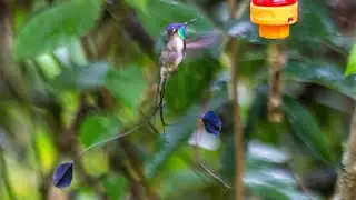 Huembo Reserve - Amazonas, Peru:Hummingbird Paradise - Sparkling Violetear, no Marvelous Spatuletail