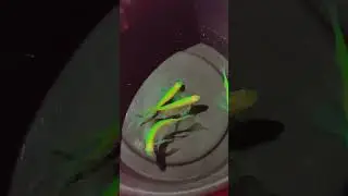 Greentail veltail zebra daniols .