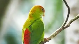 Ceylon hanging parrot