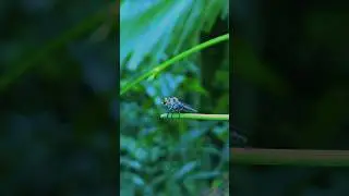Ommatius Insect #insects #macrophotography #shorts