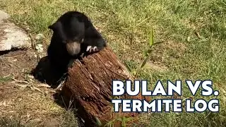 Bulan the Sun Bear vs. Termite Log
