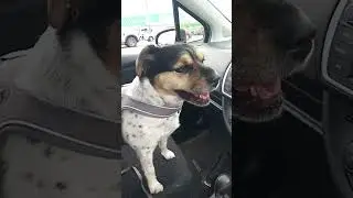 Arya The Rescue Dog was live!