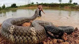 Wild Snake Hunting|Snake Hunt Adventure