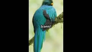 Top 5 Bird Facts #facts #wildlife #shorts #birds