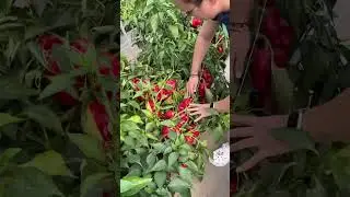 Кошмар с перцем!