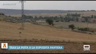 Tras la pista de una pantera por Guadalajara