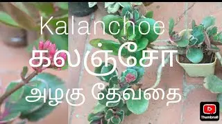 Garden KALANCHOE lovely plant and flower.கலஞ்சோ அழகு தாவரம் 