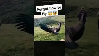 This Bird Forgot How to Fly After Being Caged for Years #Shorts #WildlifeFacts #BirdRescue