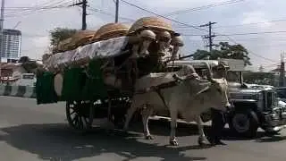 Ox-Carts and Jeepneys on a street in Manila, capital city of the Philippines