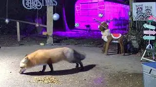 Raven, the Cat who loves Raccoons (and foxes?), and Harley, the Raccoon who tolerates everyone