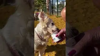 Florence  ❤️ Contact Friends of Mazarron Animals